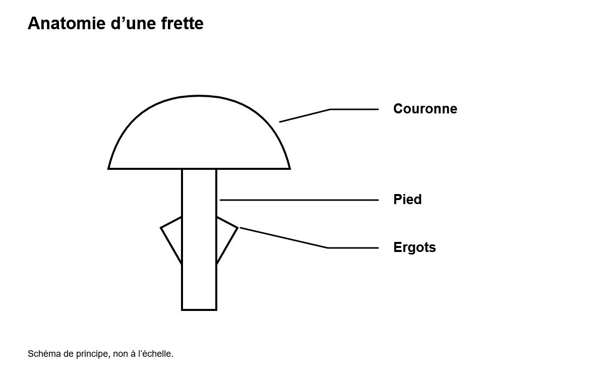 Anatomie d'une frette